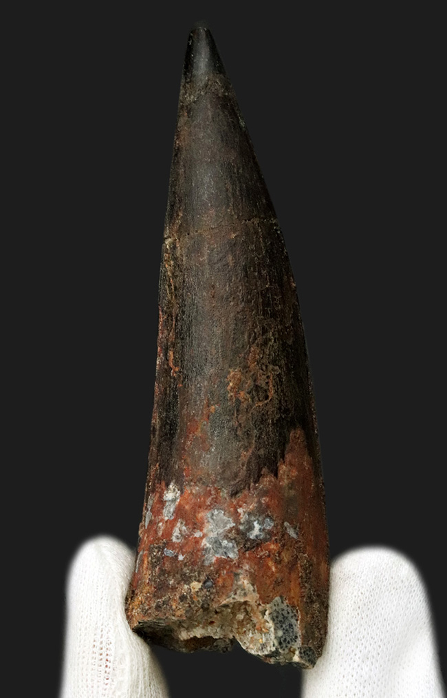 これが巨大歯だ！ロングカーブ計測で10センチに達する、圧倒的な迫力を