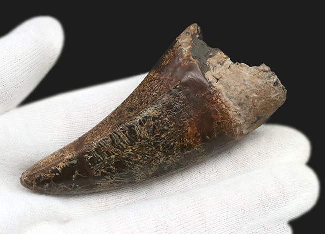 オールドコレクション。ロングカーブ計測8センチ、紛れもない成体歯