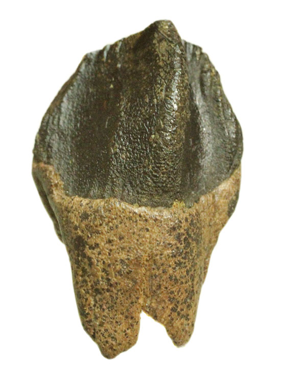 保存状態に注目！本来の形を存分に楽しめる、希少なトリケラトプスの歯