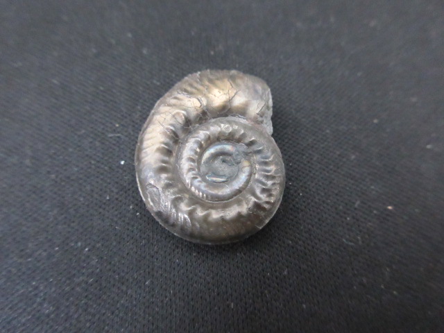 黄鉄鉱化(パイライト)アンモナイト 【Hecticoceras】 | 商品一覧