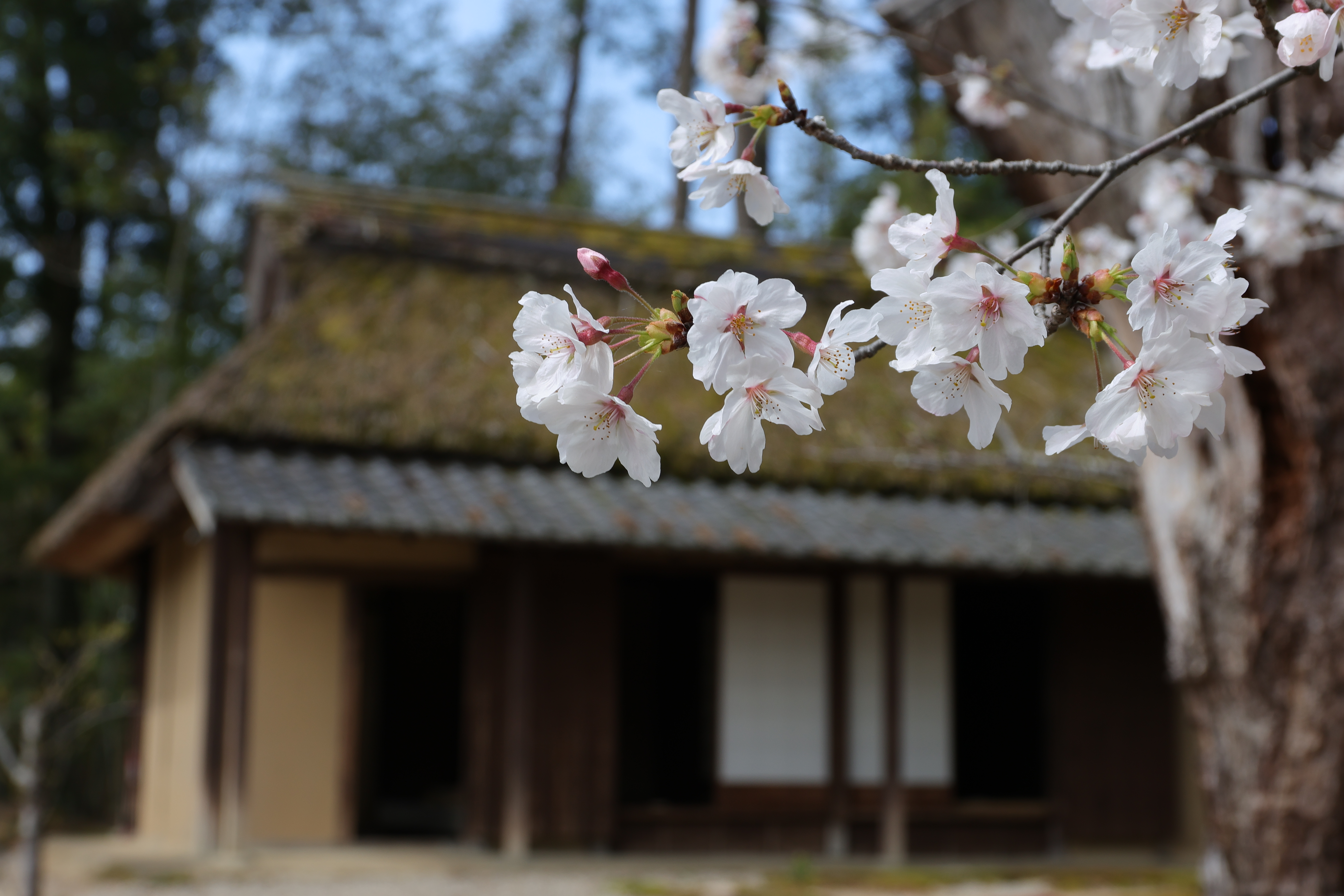 平戸橋いこいの広場フォトコンテスト2025 結果発表！｜豊田市 平戸橋
