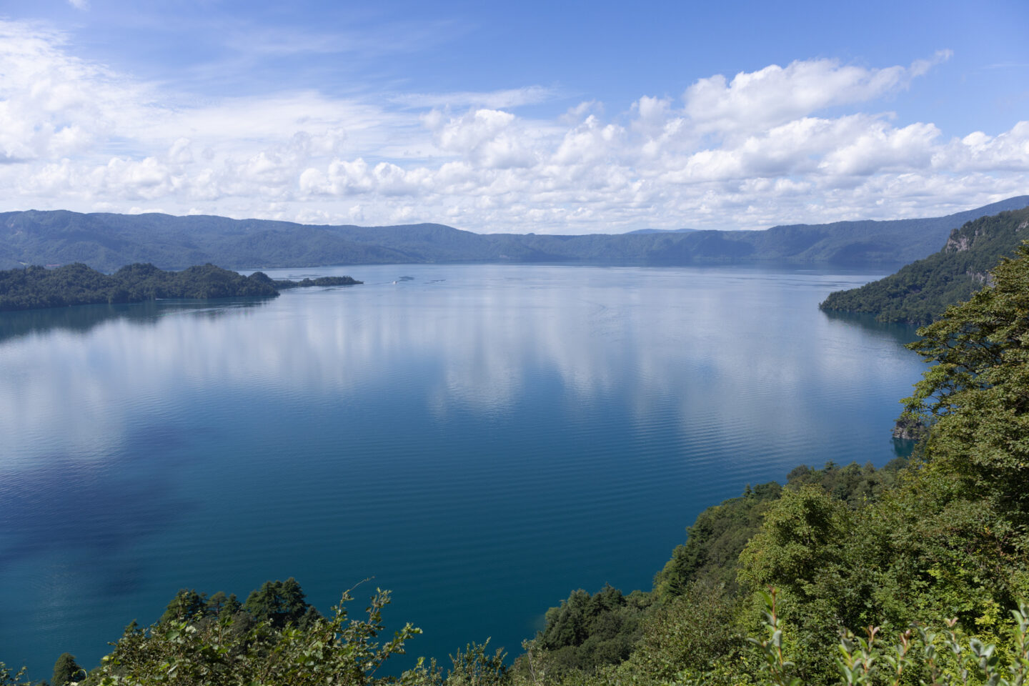 キヤノン RF24mm F1.8 MACRO IS STM レビュー｜ワイドマクロが楽しめる