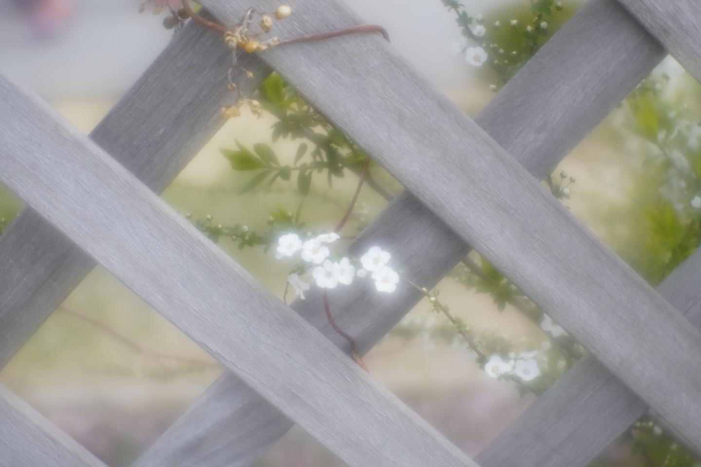 オールドレンズ】「ベス単フード外し」の描写が得られるレンズ 清原