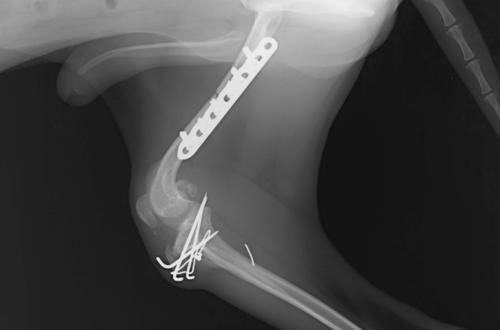 整形外科 | 専門診療 | 浜松どうぶつ医療センター