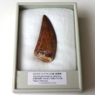 カルカロドントサウルスの歯 （産地 モロッコ） - 紀伊國屋書店ウェブ