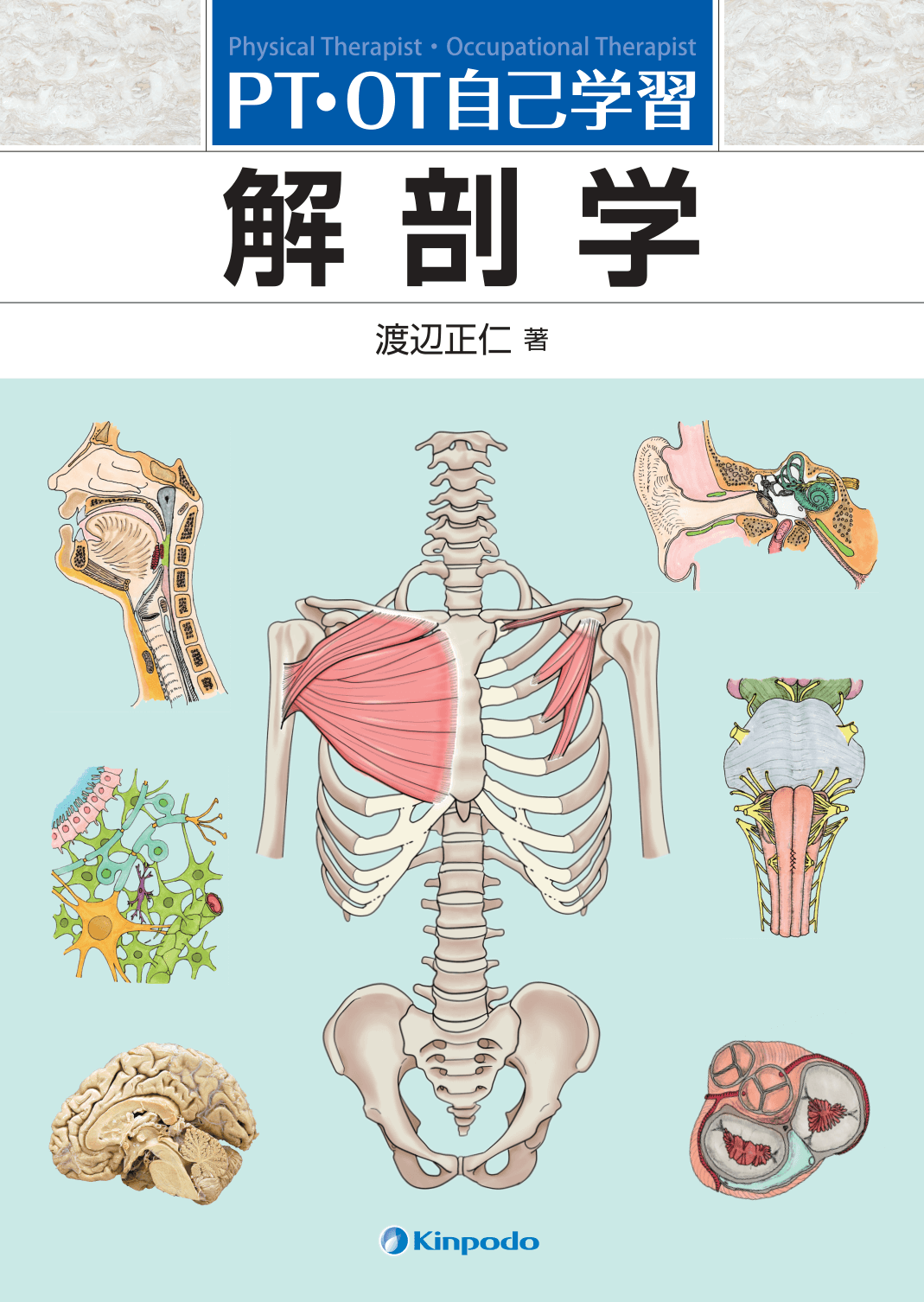 PT・OT自己学習 解剖学 - 株式会社 金芳堂