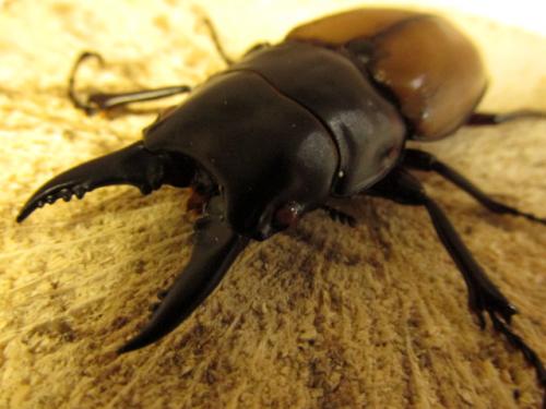 くわかぶプラネット / ラフェルトノコギリクワガタ幼虫 3頭セット