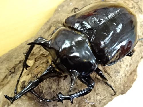 くわかぶプラネット / マルスゾウカブト幼虫 3頭セット