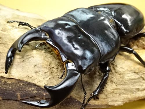 くわかぶプラネット / 【WF1】【大型】インドアンタエウスオオクワガタペア