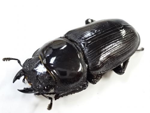 くわかぶプラネット / ☆天然個体☆国産オオクワガタ(メス単品)