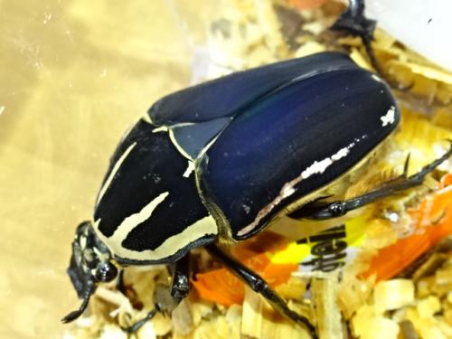 くわかぶプラネット / ウガンデンシスオオツノカナブンペア(ブルー)