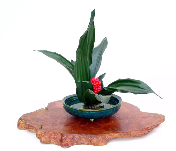 開運の引越しおもと ｜ 花言葉、種類、育て方、植え替えについて