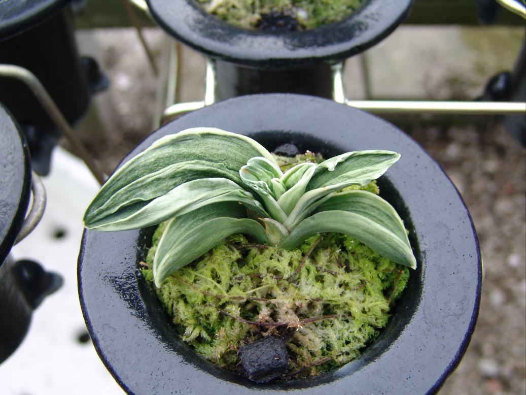 羅紗おもとの魅力～力和 – おもとの豊明園（ほうめいえん）