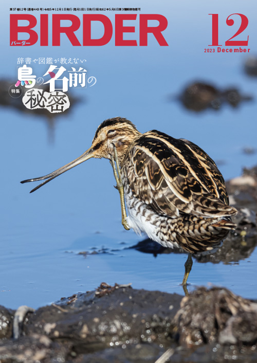 BIRDER 2023年1月号～ Hobby's World｜野鳥撮影やバードウォッチングの