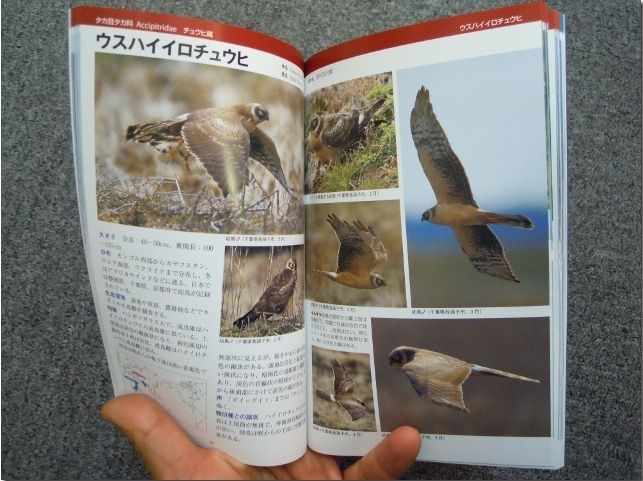 ワシタカ・ハヤブサ識別図鑑 Hobby's World｜野鳥撮影やバード