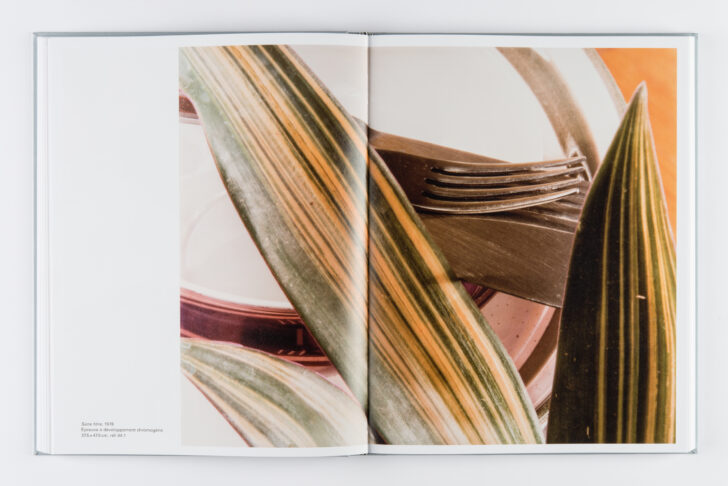 Jan Groover, photographer, Laboratory of Forms - Fondation Henri