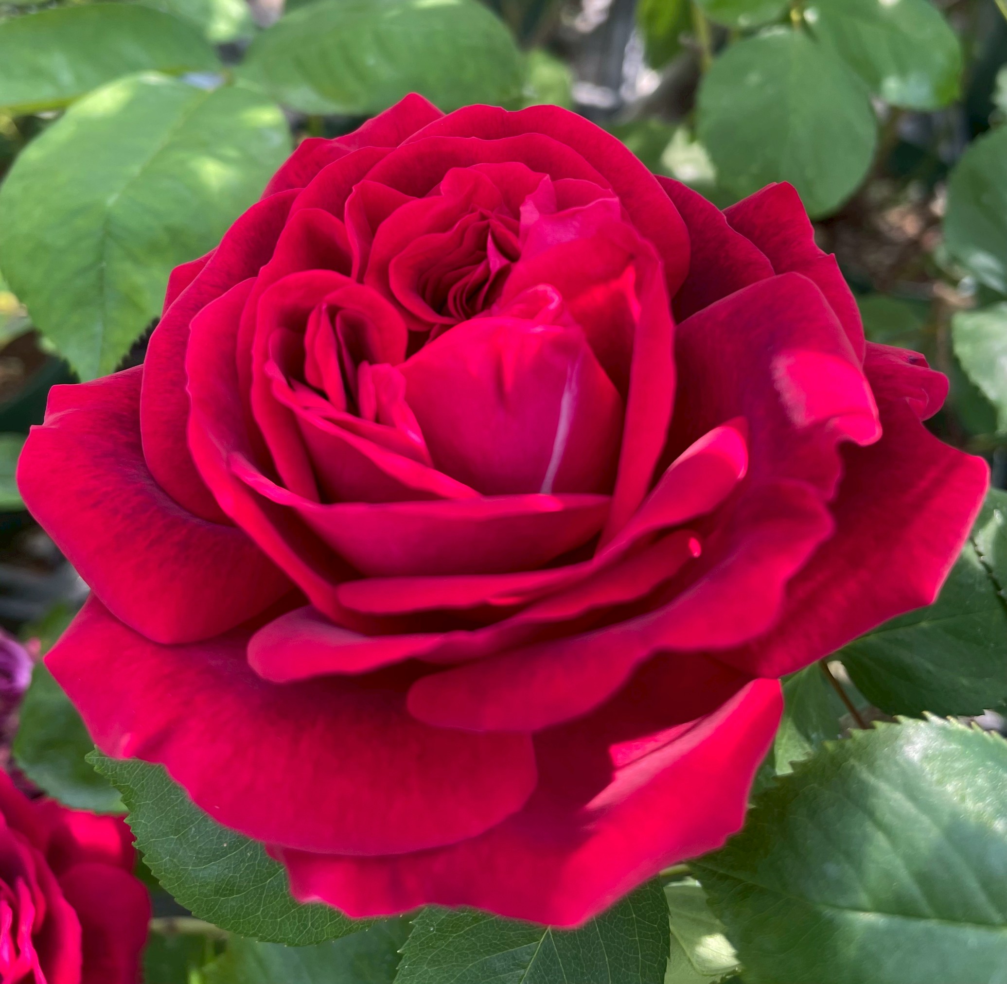 オールドローズ大苗通信販売 ハイブリッドパーペチュアルローズ バラ苗