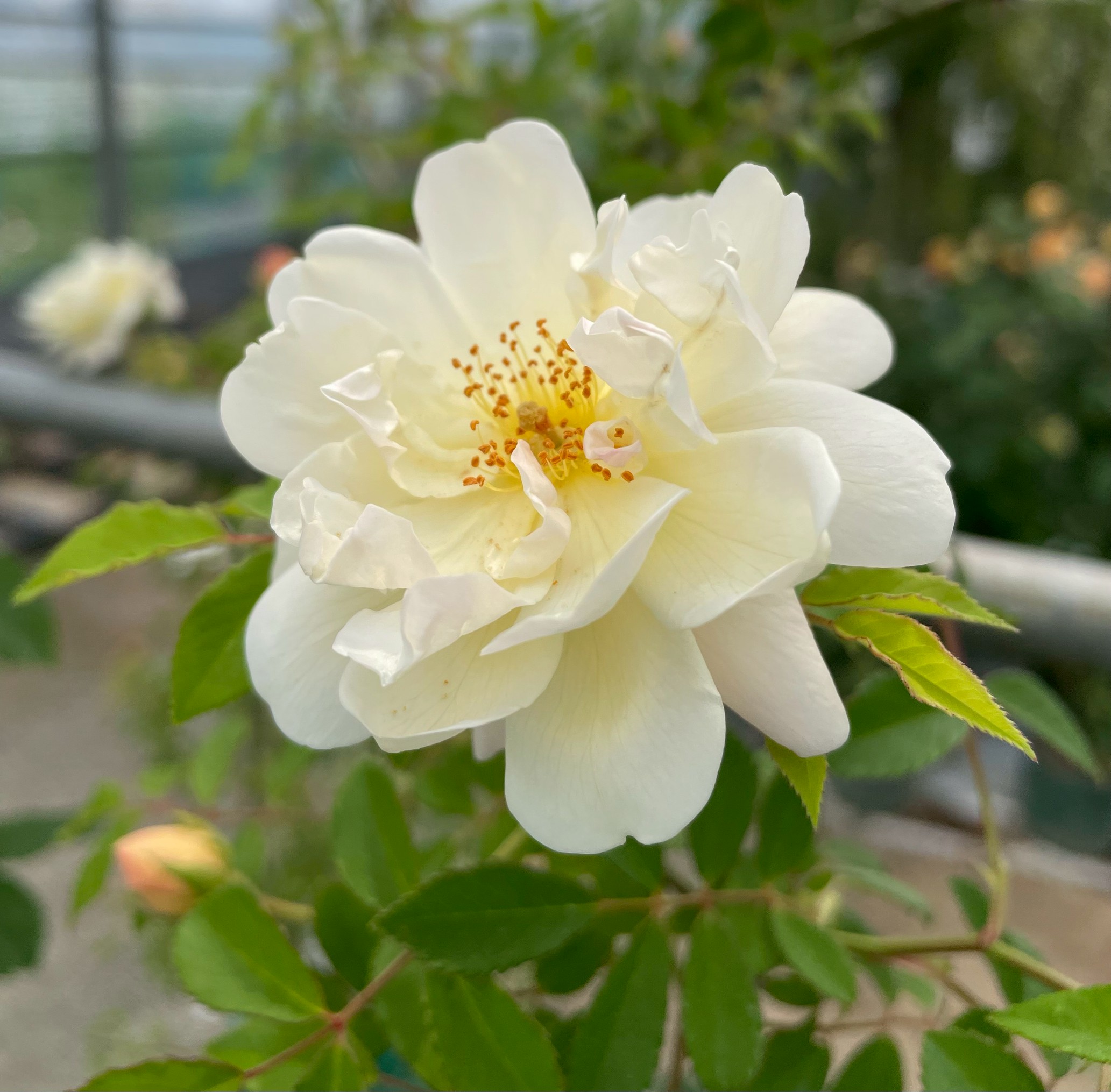 つるバラ四季咲き大苗カリスト Herb&Rose バラ苗販売 商品詳細 Herb＆Rose