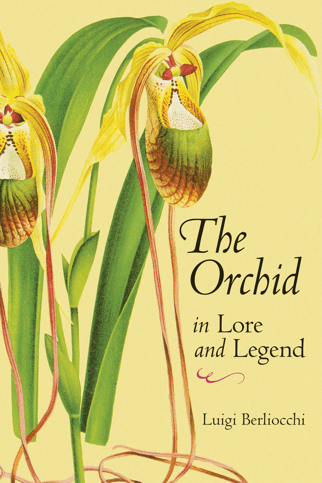The Orchid in Lore and Legend by Luigi Berliocchi | Hachette Book
