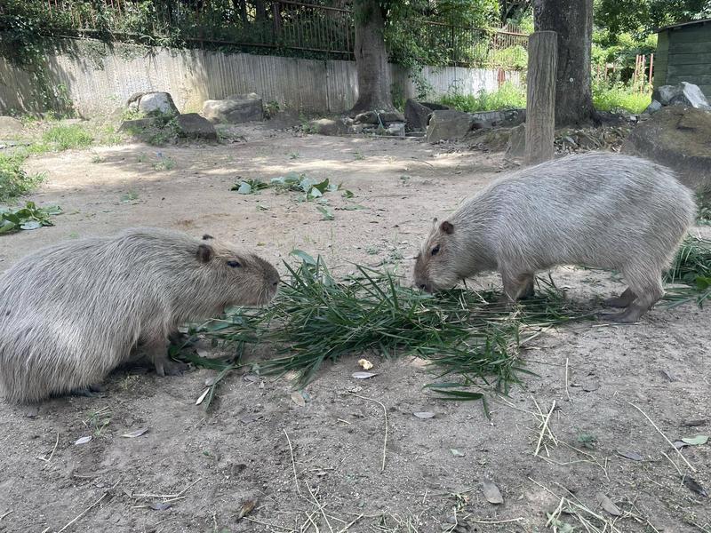 16cc10b2fc17c83b56b61061cd4faa