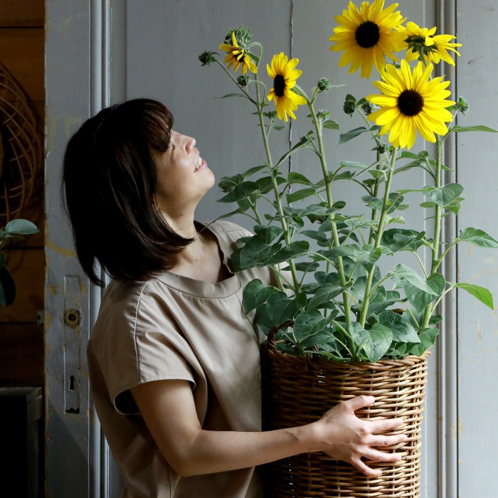 単品＋カゴ】ヒマワリ “サンフィニティ”（東京発送） | アトリエ華もみじ