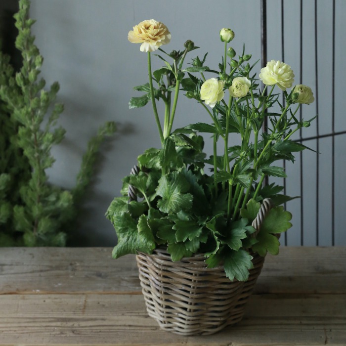 2鉢セット】ラナンキュラス ラックス〔リーベラ／ニノス〕（東京発送