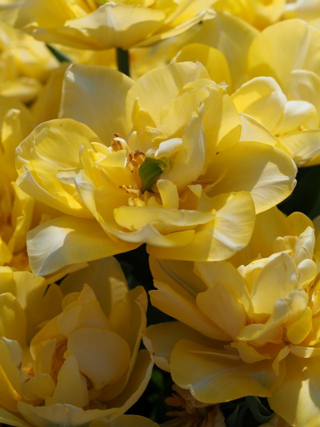 チューリップ シークレットパフューム – チューリップ・宿根草事典