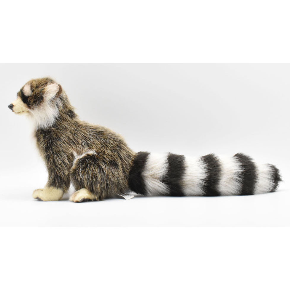 アライグマ 25 | HANSA