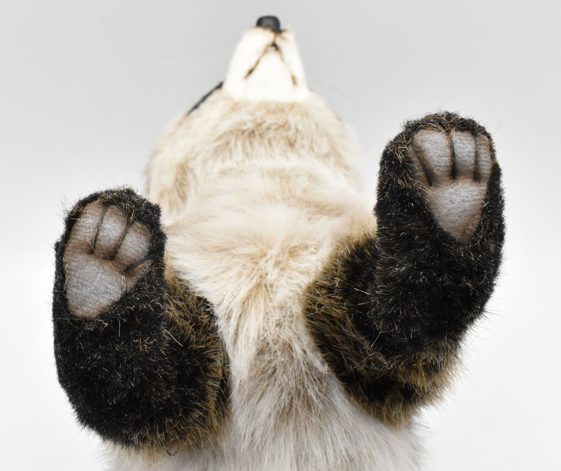 アライグマ 70 | HANSA