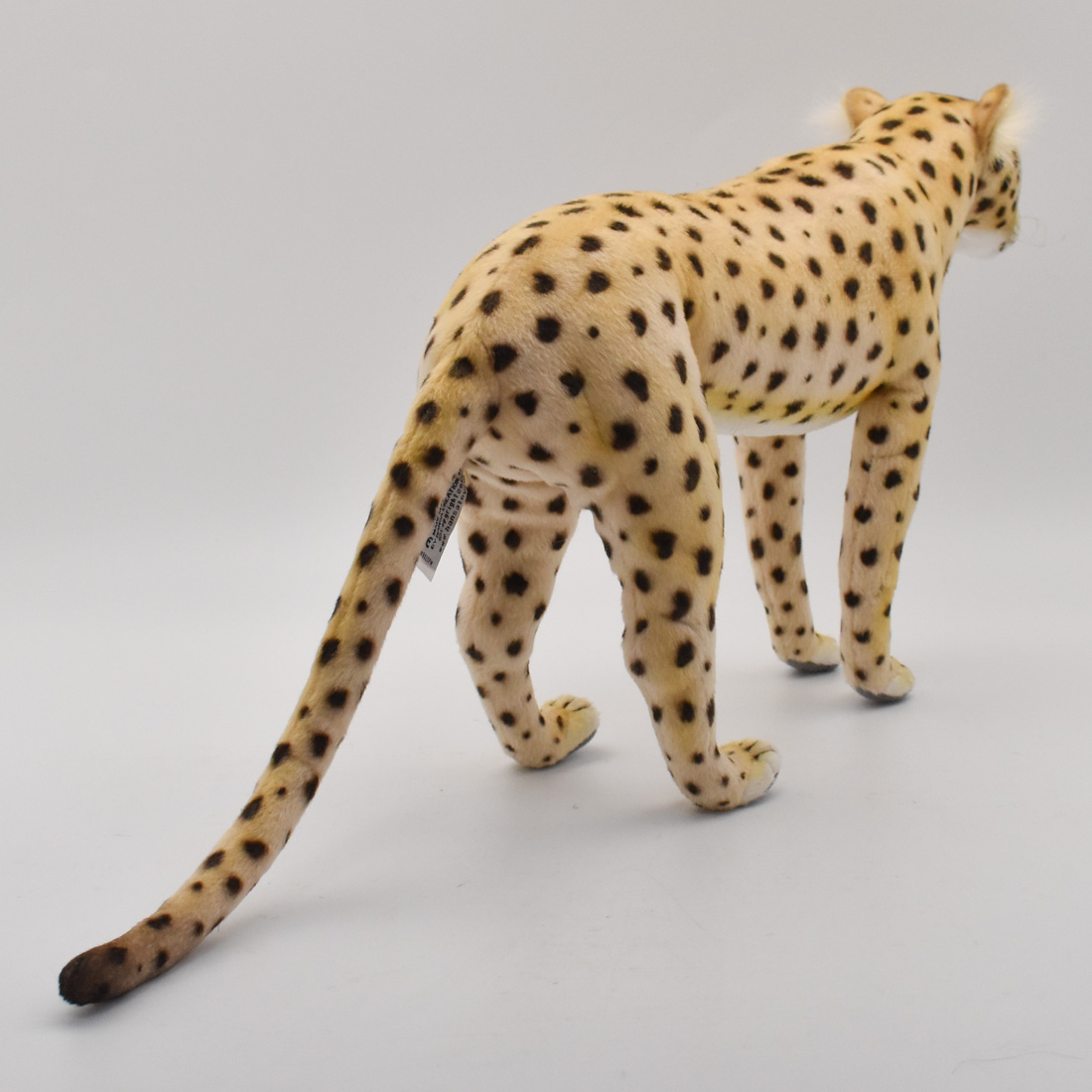 チーター 34 | HANSA