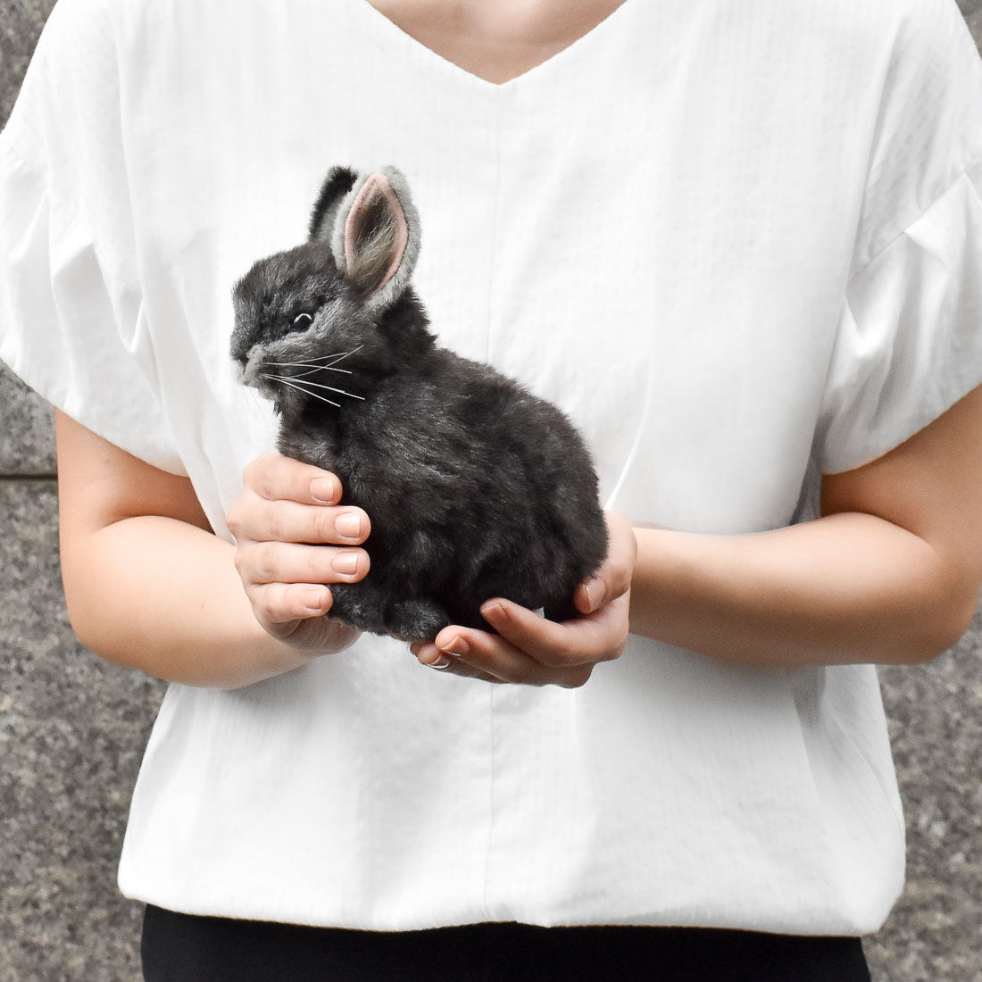 ピグミーウサギ グレー 18 | HANSA