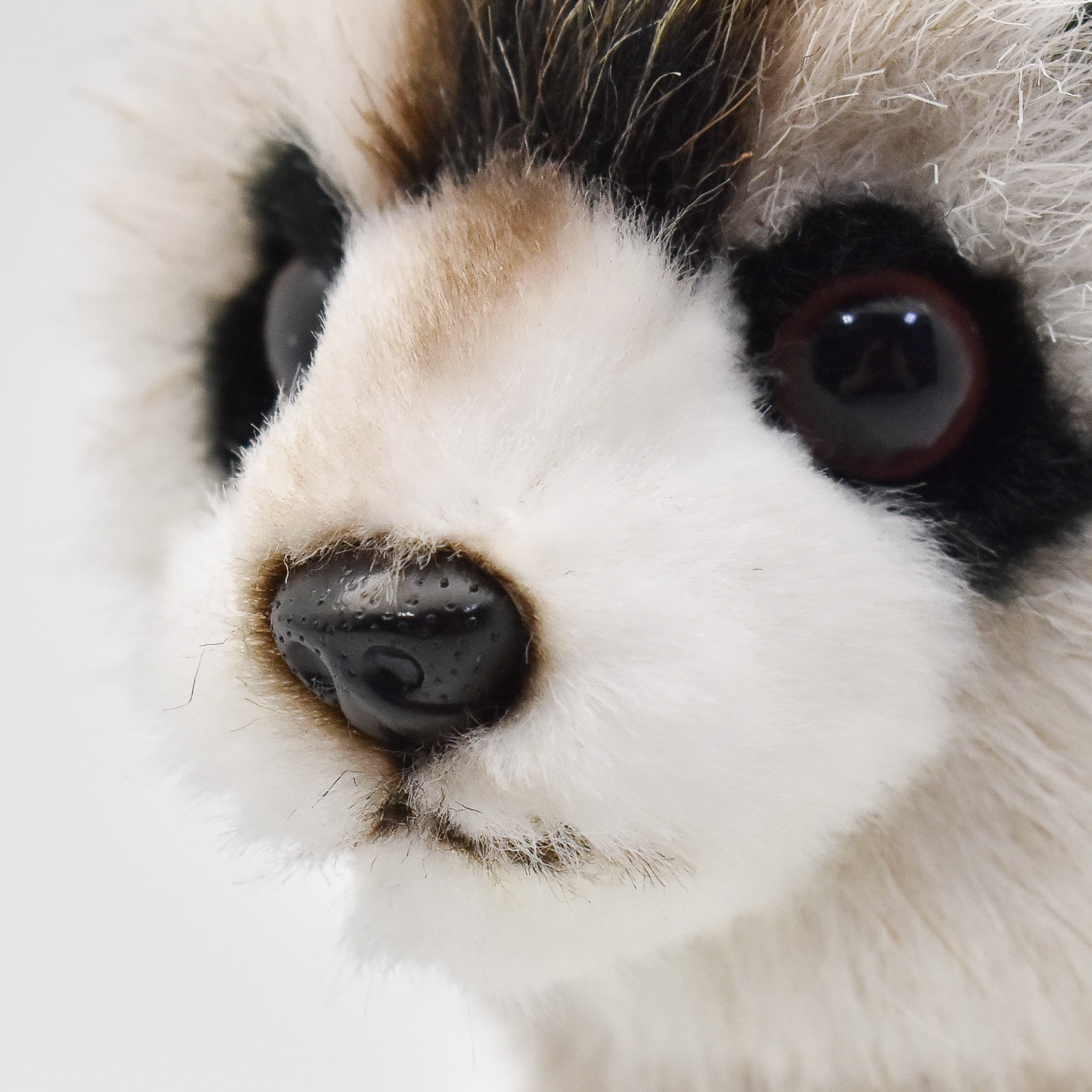 アライグマ 23 | HANSA