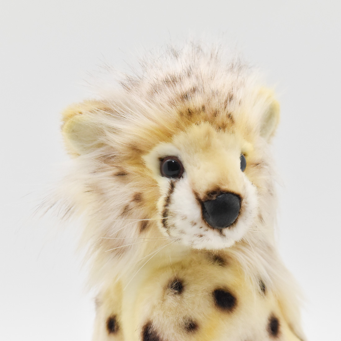 チーター(仔) 21 | HANSA