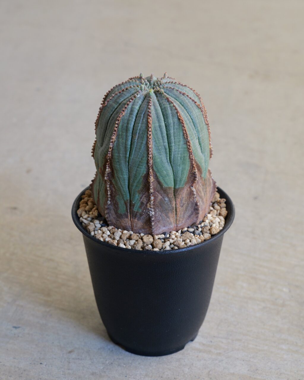 オールド】ユーフォルビア・オベサ Euphorbia obesa – HANS 多肉植物と