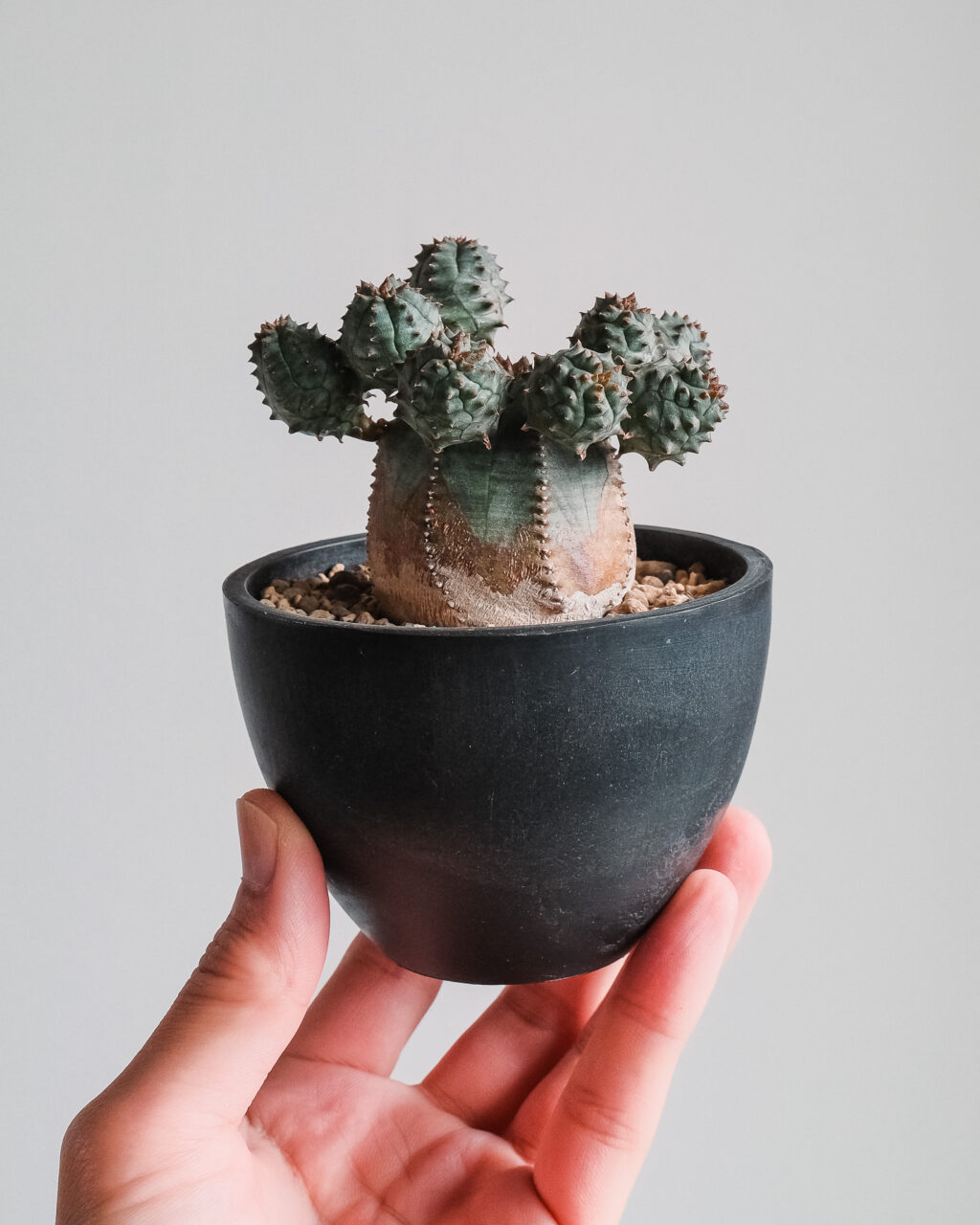 marvistaポット】 ユーフォルビア・オベサブロウ – HANS 多肉植物と