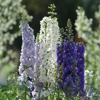 Delphinium Magic Fountains Mix Seed – Harris Seeds