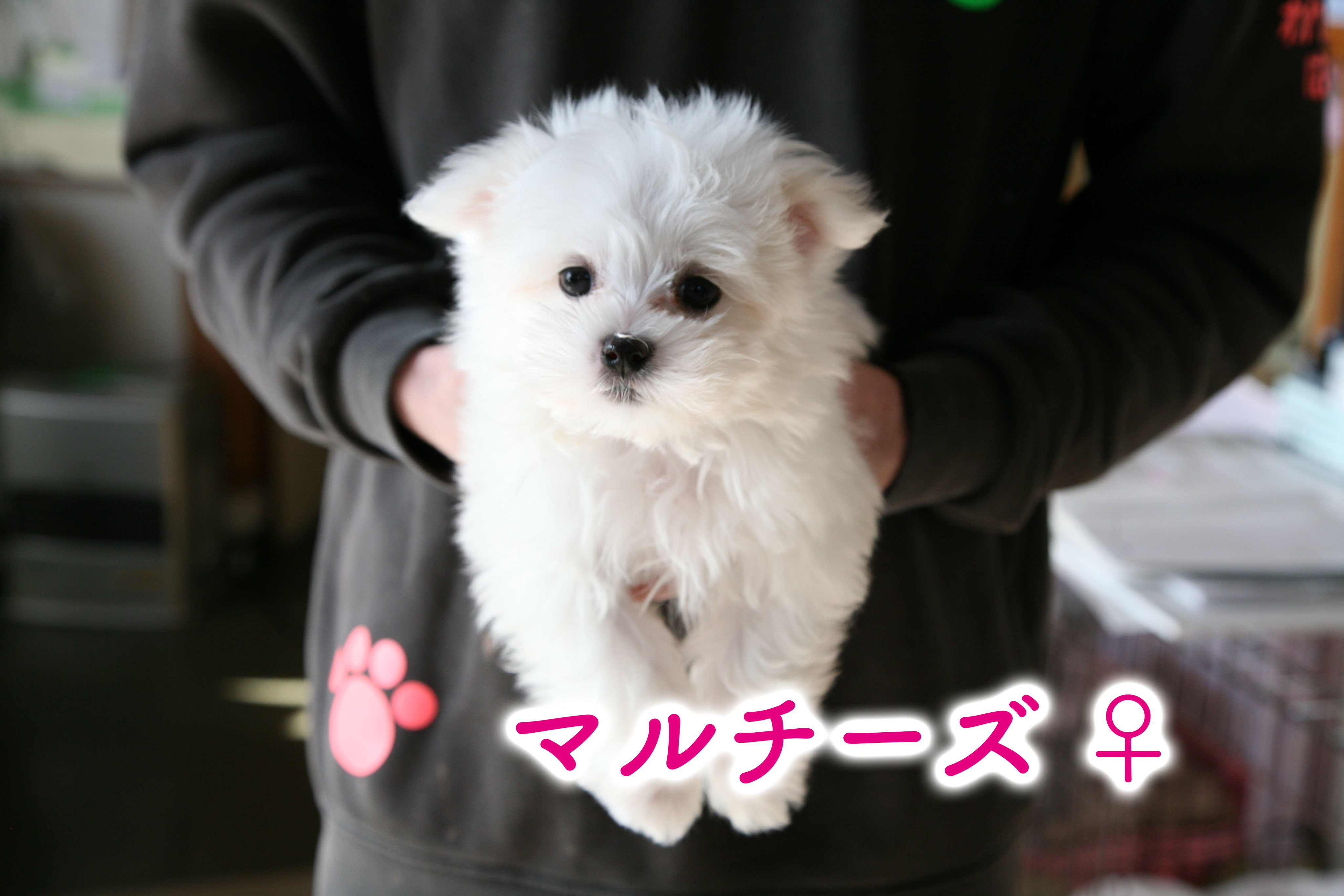 長野県東御市｜わんにゃんはうすK-9｜ペットショップ/トリミング