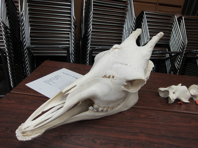 骨から学ぶ生き物の不思議｜オフィシャルブログ｜東山動植物園