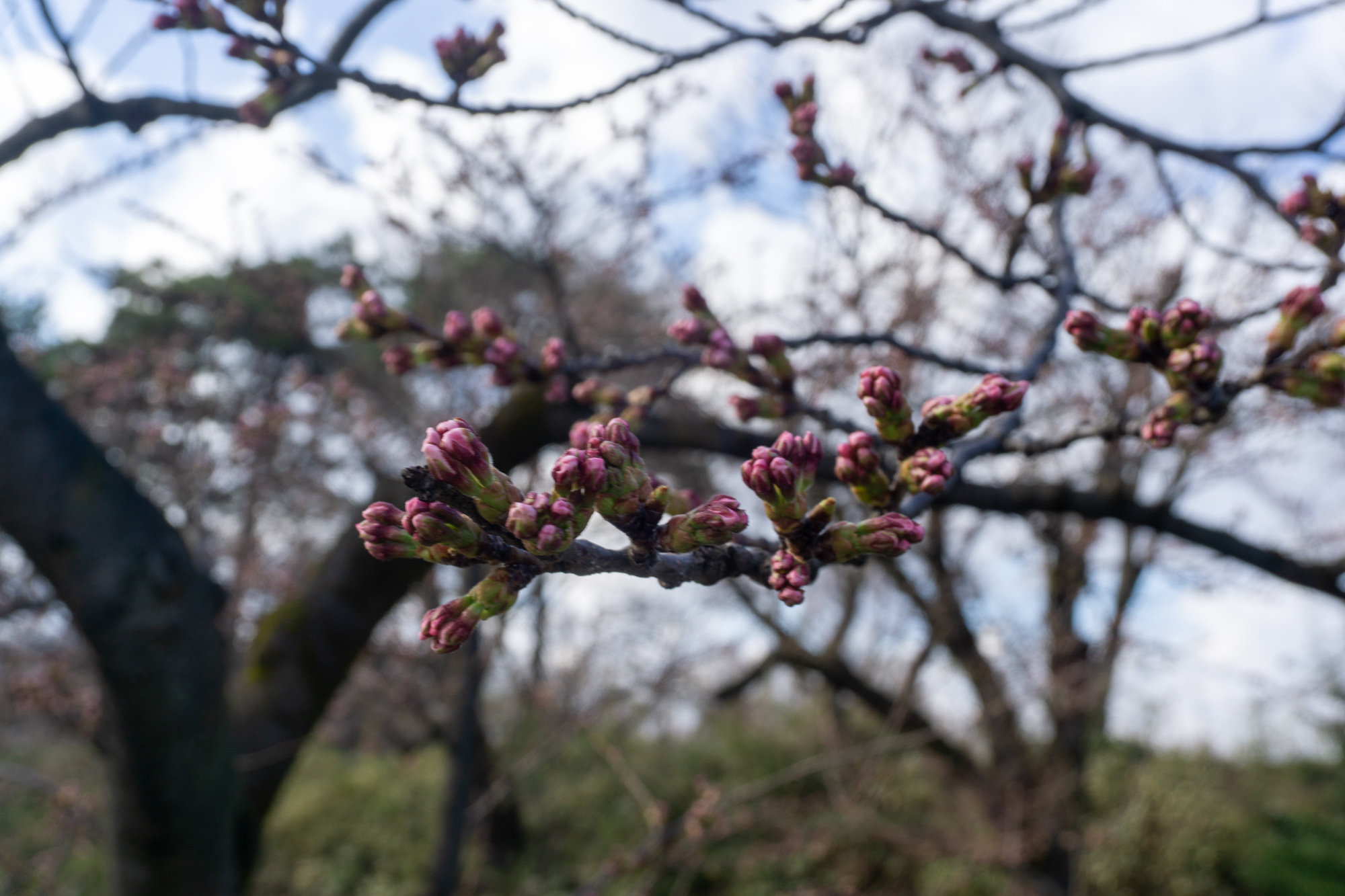 弘前公園 桜定点観測 2025】4月16日 – 外濠のソメイヨシノの桜の様子