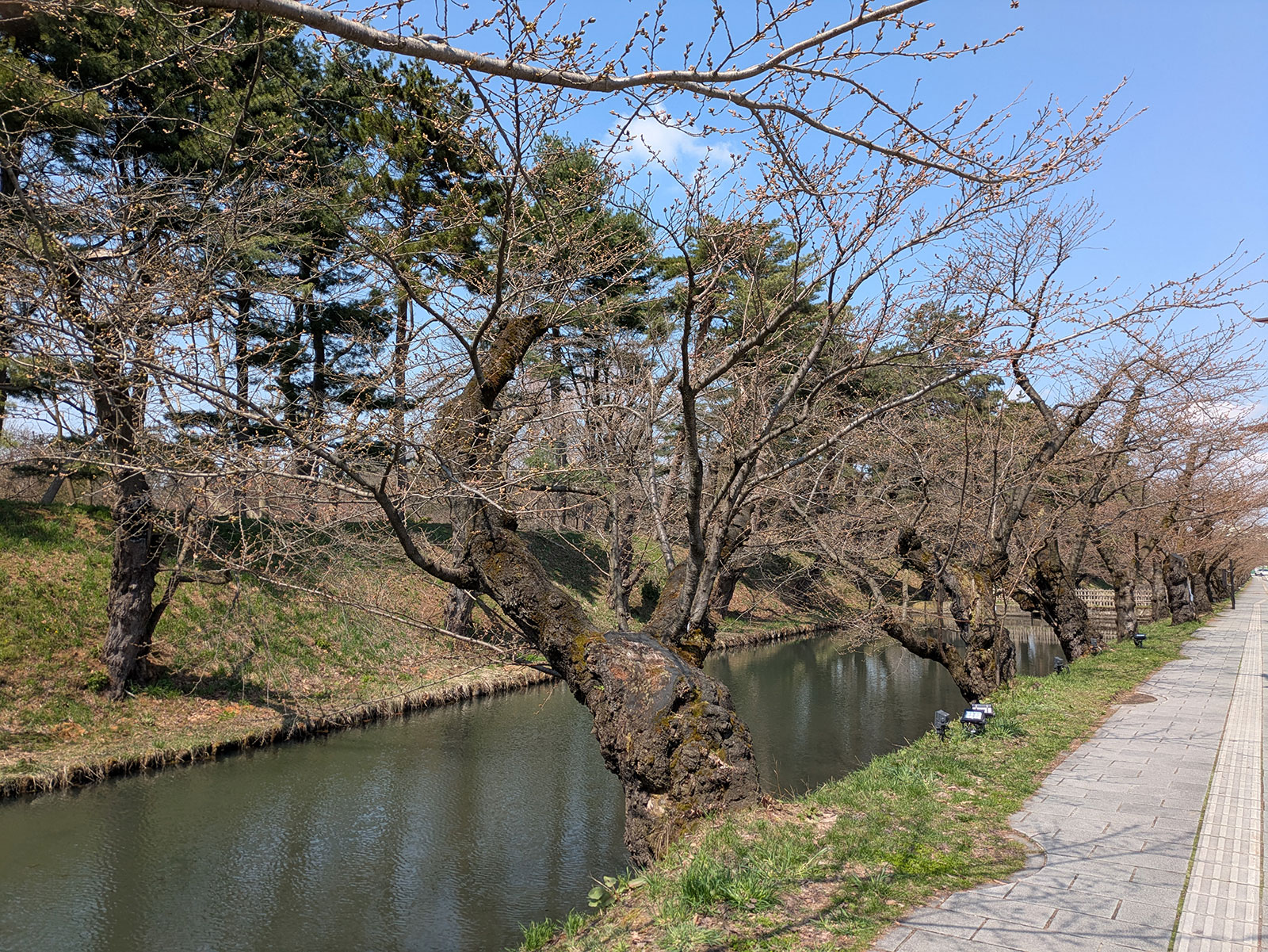 弘前公園 桜定点観測 2025】4月12日 – 外濠のソメイヨシノの桜の様子