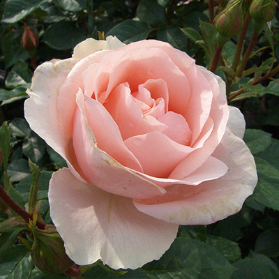 相原バラ園 / ミセス・アイリス・クロウ（FL）【冬苗】