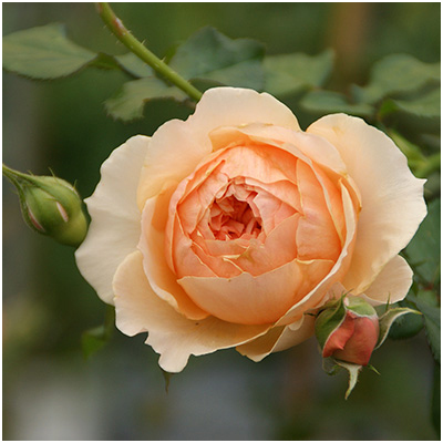 相原バラ園 / マソラ（真宙）（禅ローズ）【冬苗】