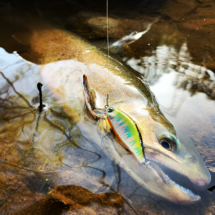 issen 45S / ima - For Your Lush Life.