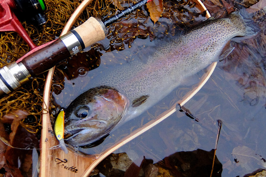 ima 2017 - sukari 37S Deep