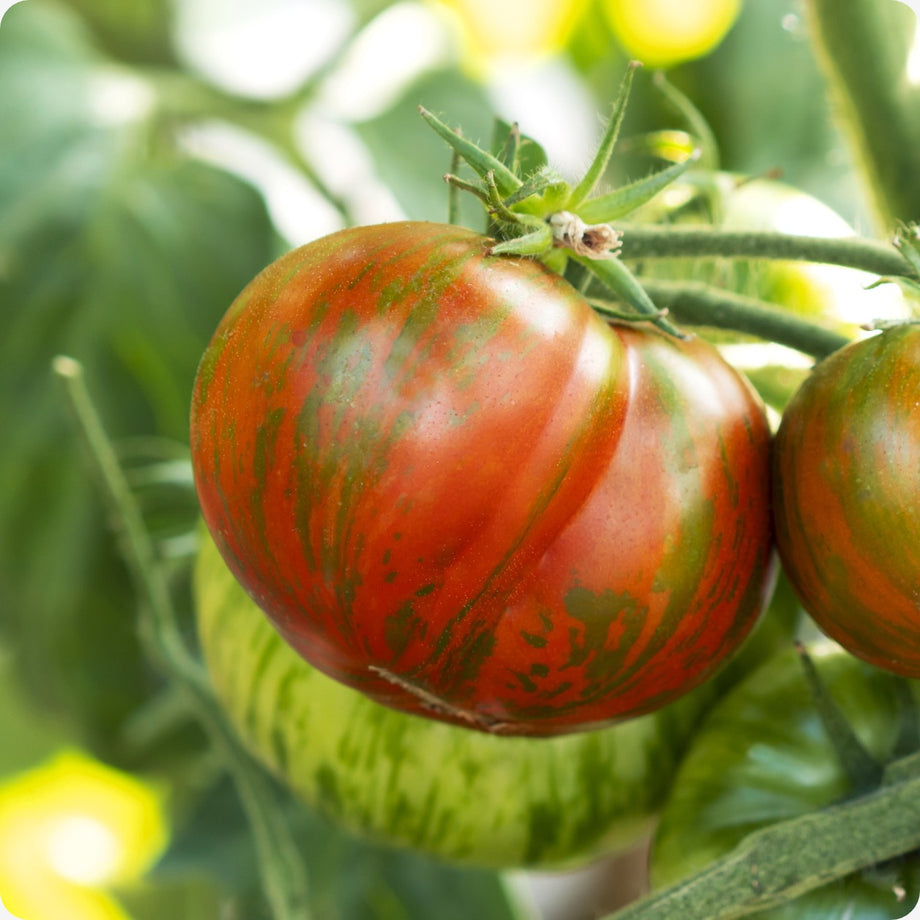 Heirloom Heritage Tomato Seeds Available from a Canadian Seed