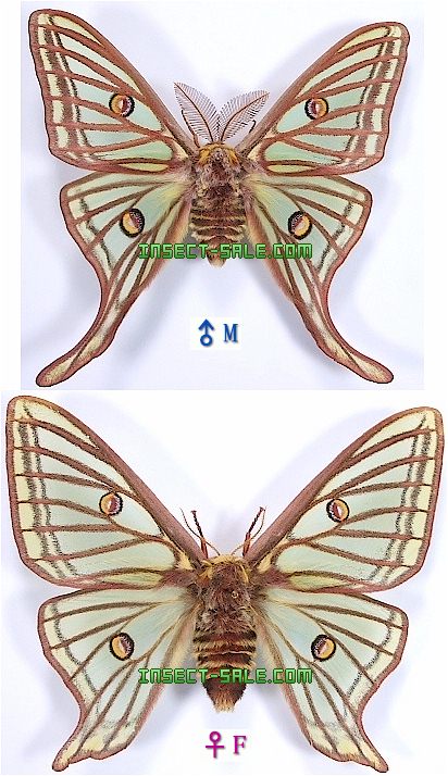 イザベラミズアオ ♂ Graellsia isabellae Graellsia isabellae