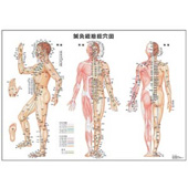 臨床経穴図 ｜ 医道の日本社(公式ショッピングサイト)鍼灸・医療用具の
