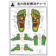 足の反射療法チャート ｜ 医道の日本社(公式ショッピングサイト)鍼灸