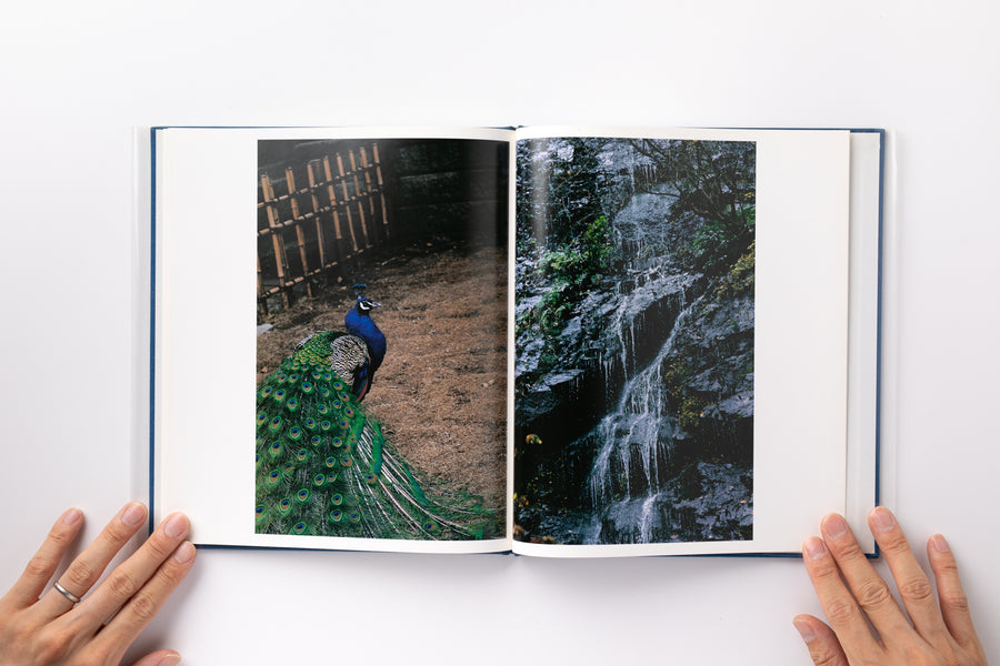 Hysteric Six by 中平卓馬– IACK