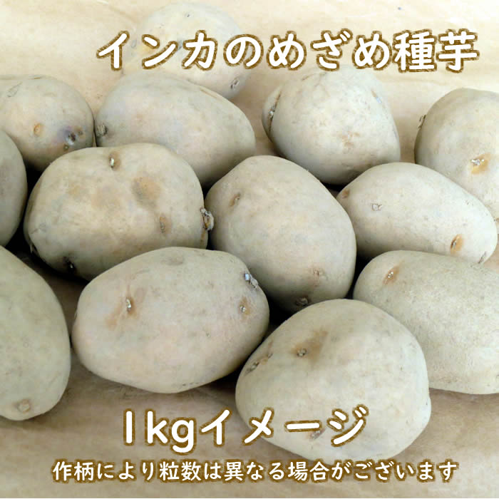 インカのめざめ 種芋 7kg② インカのめざめ 種芋 7kg② じゃがいも